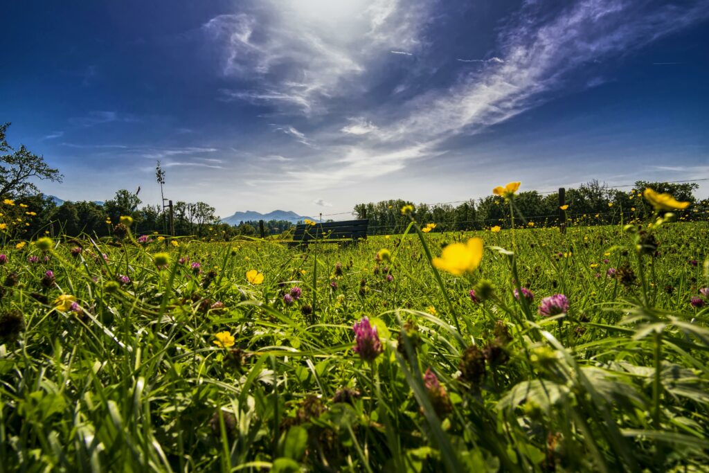 Blumenwiese unter klarem Himmel im Frühlingstag